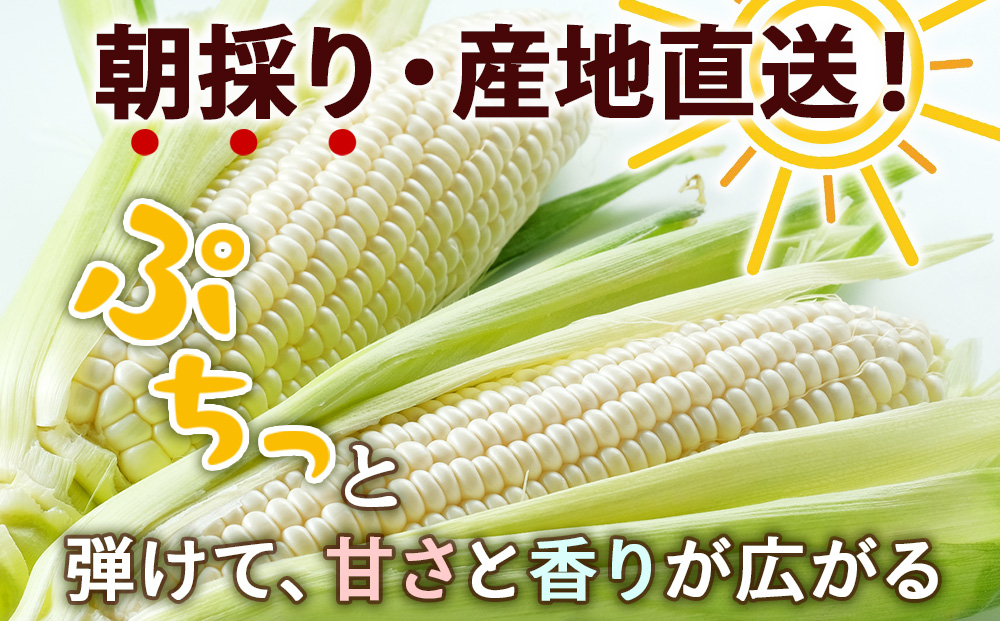 2025年夏発送 白いとうもろこし ピュアホワイト L～2L 13本