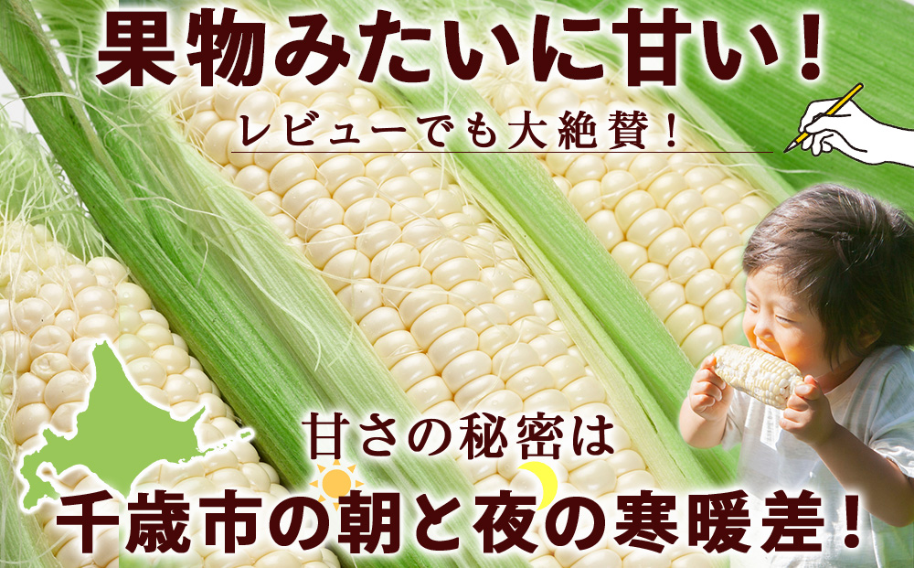 2025年夏発送 白いとうもろこし ピュアホワイト L～2L 13本