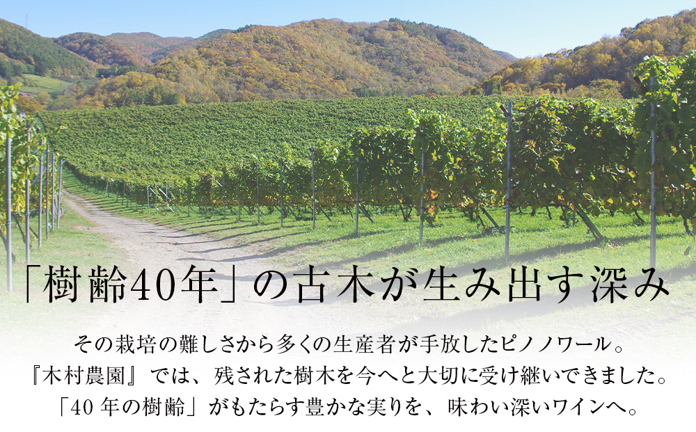 キムラヴィンヤード古木2024　1本