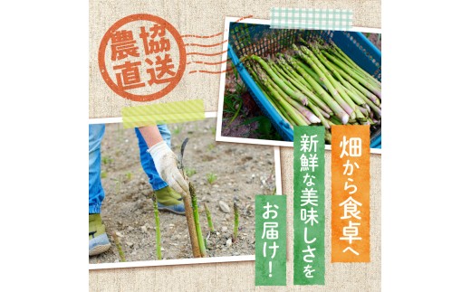 【2026年発送先行受付】北海道産グリーンアスパラ Mサイズ 1kg(500gx2袋) 産地直送 | 野菜 旬 とれたて お取り寄せ 小分け 保存 北海道 滝川市