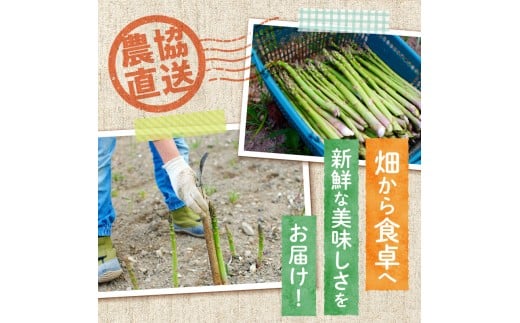 【2026年発送先行受付】北海道産グリーンアスパラ 2Lサイズ 1kg(500gx2袋) 産地直送 | 野菜 旬 とれたて お取り寄せ 小分け 保存 北海道 滝川市