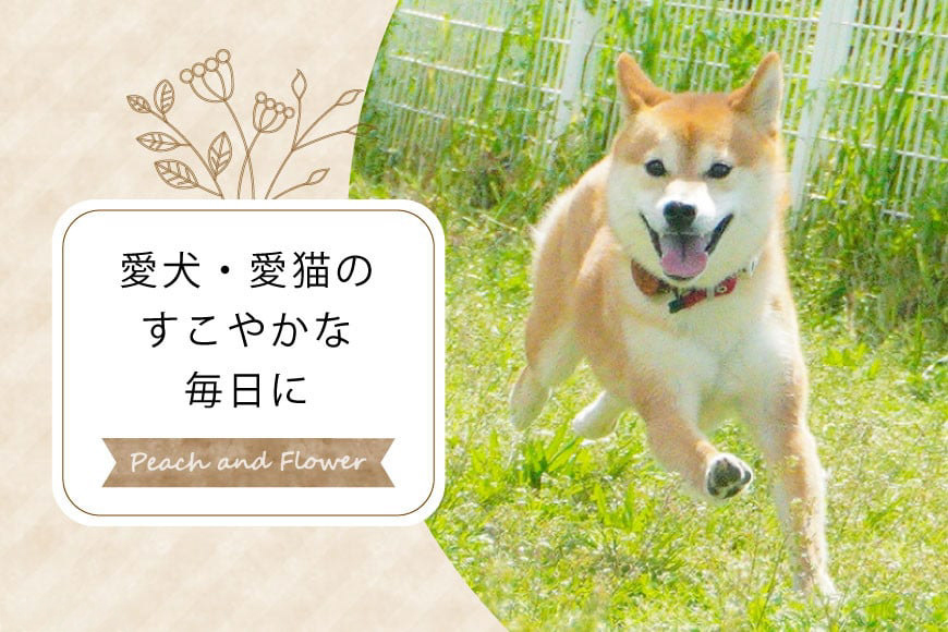 犬 ペット 鶏ささみ スティック (プレーンタイプ) 30g 3袋 計90g [ピーチアンドフラワー 北海道 歌志内市 01227ai070] ペットフード ドッグフード 犬 猫 ペット おやつ 餌 エサ オヤツ プレーン スティック ふるさと納税