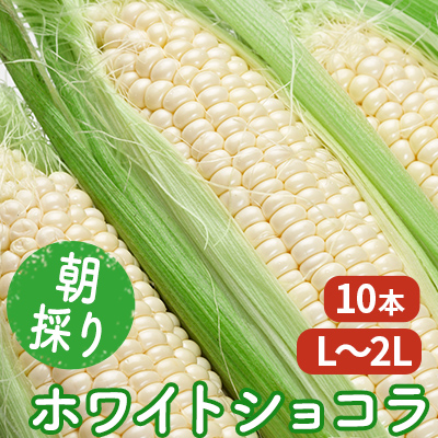 【2026年7月～発送】朝採り 白とうもろこし 「ホワイトショコラ」 L～2Lサイズ 10本入り 北海道 富良野市（岡本ファームズ ）とうもろこし とうきび コーン 野菜 新鮮 甘い ジューシー 贈り物 ギフト 道産 直送 ふらの