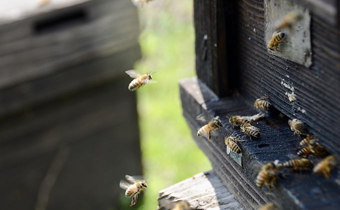 瀬尾養蜂園さんの「富良野純蜂蜜」2種各2個セット（アカシア蜜／百花蜜）蜂蜜 はちみつ ハニー 国産 北海道 富良野市 ふらの 道産 食べ比べ 詰め合わせ