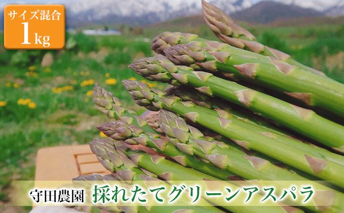 【2025年4月～発送】北海道 ふらの グリーン アスパラガス 約1kg サイズ混合 (守田農園) 野菜 新鮮 直送 朝採り アスパラガス 道産 北海道 ふらの 