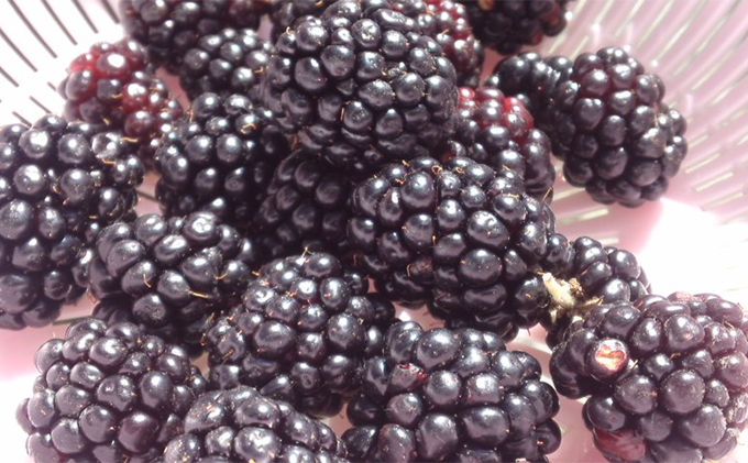 ふらの 3種のラズベリージャム食べ比べセット 6本 Jalふるさと納税 Jalのマイルがたまるふるさと納税サイト