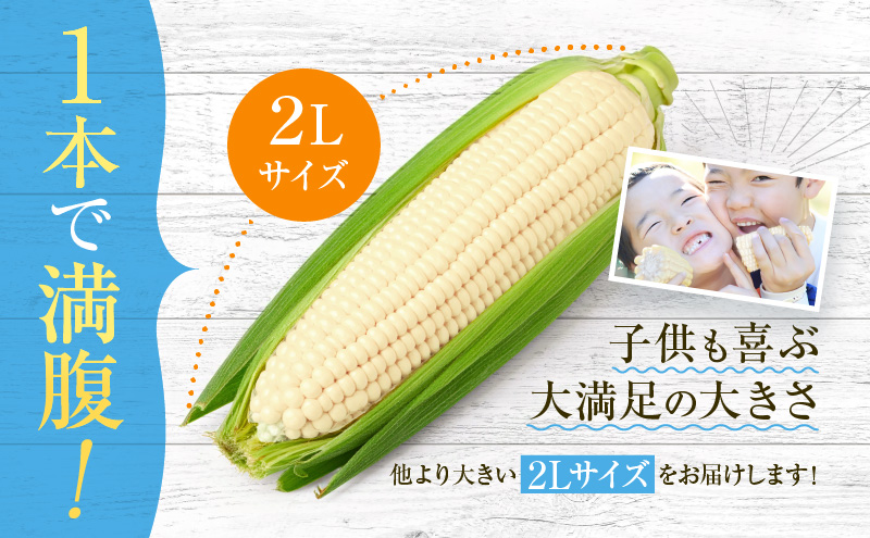 【2026年7月発送】富良野産 ホワイトコーン『ホワイトショコラ』BIG 2Lサイズ10本 とうもろこし