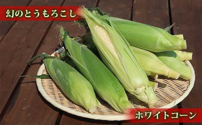 【2024年7月中旬発送】北海道 富良野産 ホワイトショコラ ハウス栽培 2Lサイズ 10本 白い とうもろこし (山本農園)