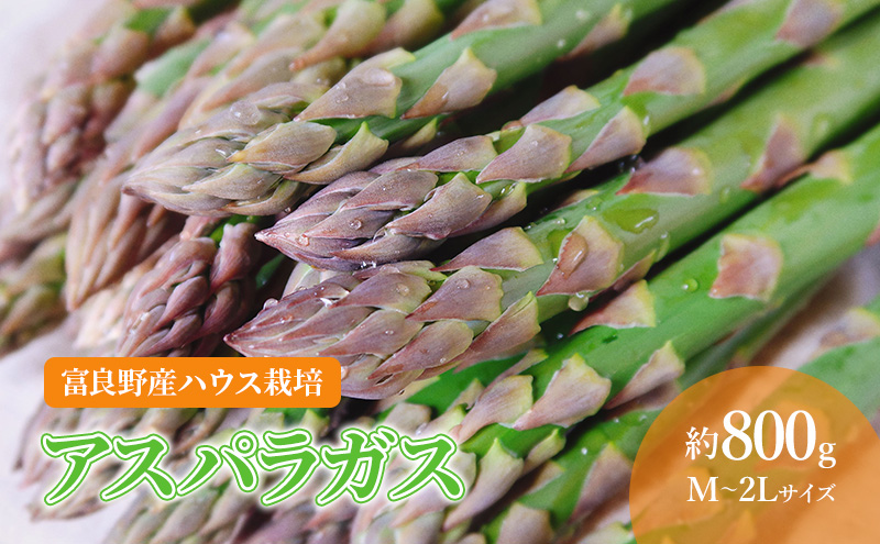 【2026年春発送】北海道 富良野産 アスパラガス M～2Lサイズ 約800g  ハウス栽培 (山本農園) 野菜 新鮮 直送 朝採り アスパラガス 道産 北海道 ふらの