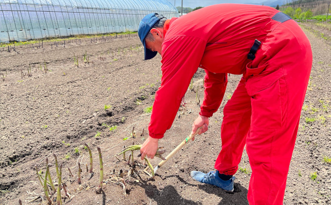 【2025年5月より発送】北海道 富良野市産 アスパラ 緑 (Lサイズ) 約2kg 朝どり 露地 グリーン アスパラガス 詰め合わせ 野菜 新鮮 数量限定 先着順【藏ファーム】