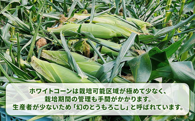 【2024年夏発送】北海道 富良野産 ホワイトショコラ 2Lサイズ 10本 露地栽培 白い とうもろこし (山本農園)