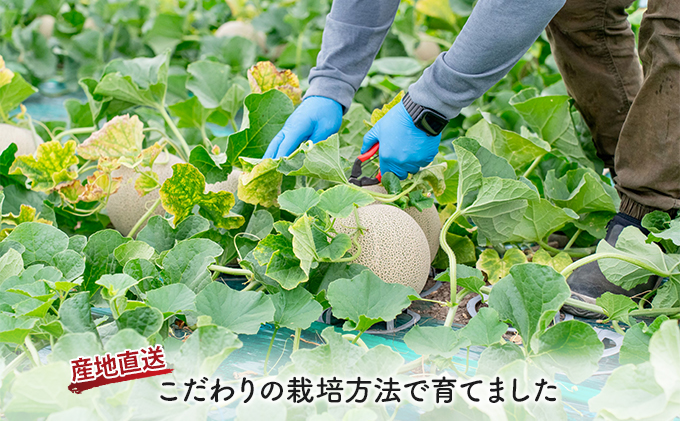 【2025年夏発送】北海道 富良野産 赤肉メロン 1玉 1.5kg～2kgサイズ ふらの メロン ギフト 果物 赤玉(榎本農園) メロン フルーツ 果物 新鮮 甘い 贈り物 ギフト 道産 ジューシー おやつ ふらの ブランド 夏 