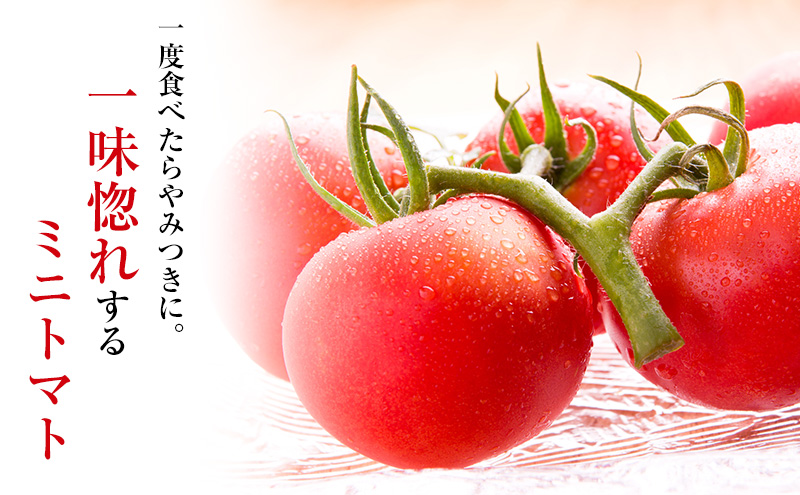 【2024年夏発送】ふらの ミニトマト 3kg（品種：ほれまる）北海道 富良野市 野菜 新鮮 直送 トマト 道産 ふらの 送料無料 数量限定 先着順 