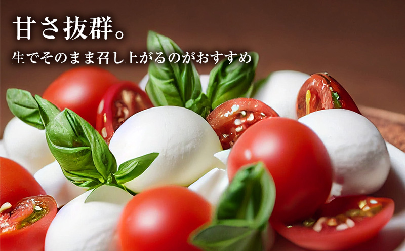 【2024年夏発送】ふらの ミニトマト 3kg（品種：ほれまる）北海道 富良野市 野菜 新鮮 直送 トマト 道産 ふらの 送料無料 数量限定 先着順 