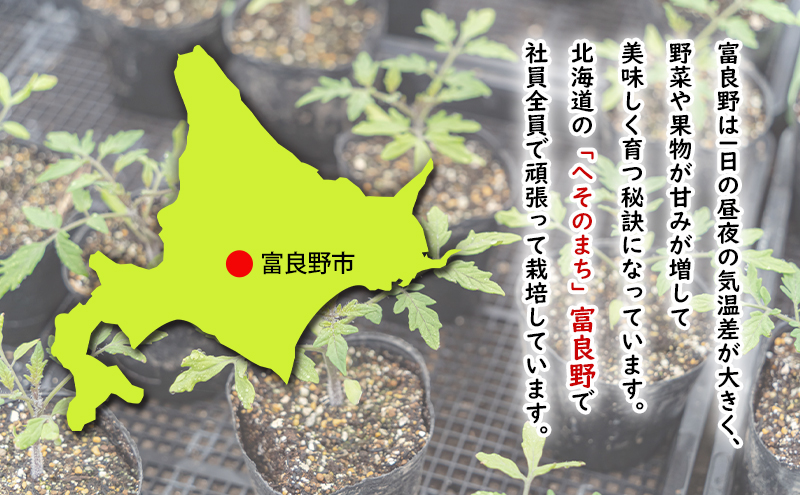 【2025年夏発送】ふらの ミニトマト 3kg（品種：ほれまる）北海道 富良野市 野菜 新鮮 直送 トマト 道産 ふらの 送料無料 数量限定 先着順 