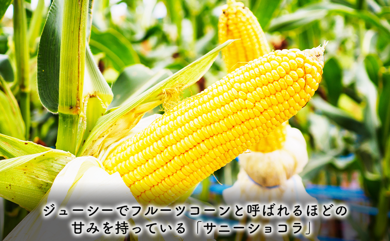 【2025年8月～発送】北海道 富良野市 とうもろこし サニーショコラ 黄色 L～2L サイズ 計5kg ふらの 野菜 トウモロコシ とうきび 数量限定 (フラノプレゼンツ)