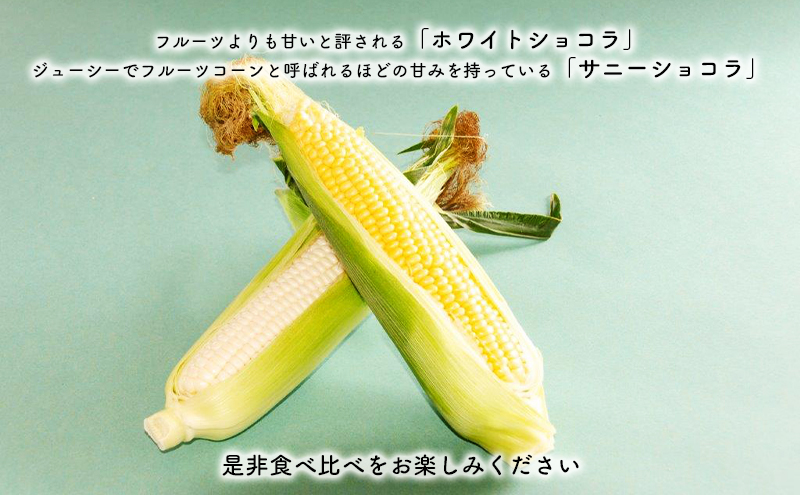 【2025年8月～発送】北海道 富良野市 とうもろこし 食べ比べ サニーショコラ 黄色 ＆ ホワイトショコラ 白色 L～2L サイズ  各3kg 計6kg ふらの 野菜 トウモロコシ とうきび 数量限定 (フラノプレゼンツ)