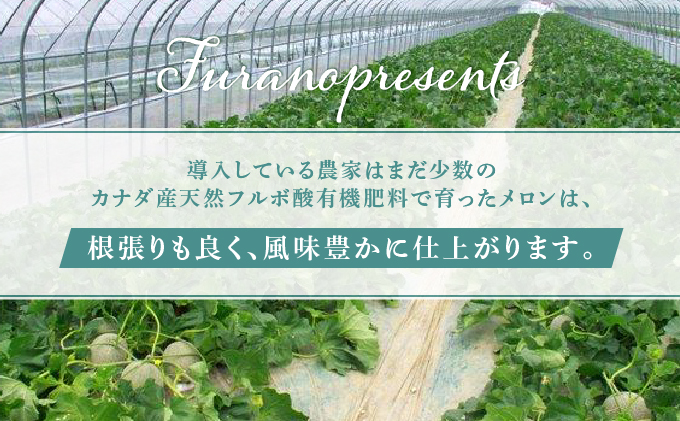 【2025年7月～発送】北海道 富良野市 青肉 メロン 1.8kg 1玉 フェリーチェ ふらの フルーツ 果物 ギフト 数量限定 (フラノプレゼンツ)