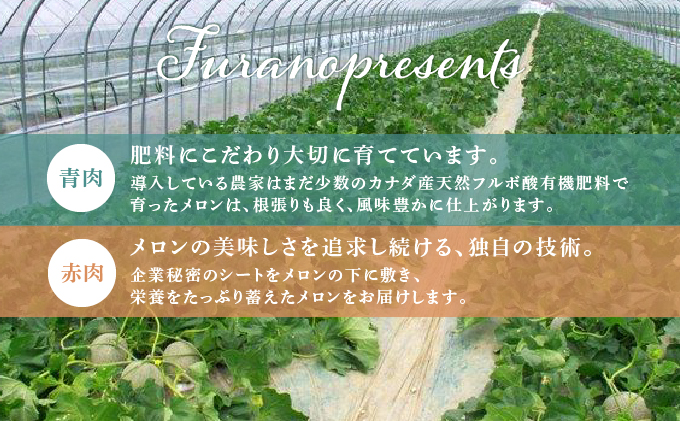 【2025年7月～発送】北海道 富良野市 メロン 食べ比べ 青肉＆赤肉 各1.6kg～1.8kg 2玉 ふらの フルーツ 果物 ギフト 数量限定 (フラノプレゼンツ)