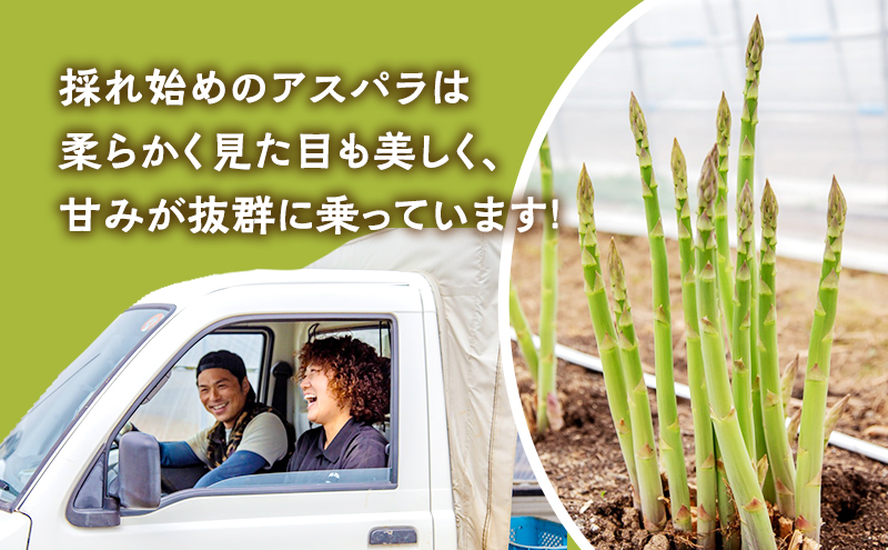 【2025年春発送・先着順・7日間限定】富良野 益田農園産 初物！春一番 極太 グリーンアスパラガス ≪Ｍ～3L混合≫ 約400g アスパラ ハウス栽培 北海道 富良野市 緑アスパラ 野菜 とれたて 朝採り 限定 数量限定 (益田農園)