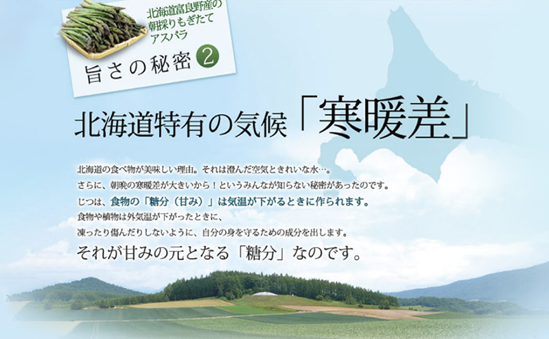 【2025年春発送】極太 グリーンアスパラ 3Lサイズ 1kg 北海道 富良野市産 (スイートベジタブルファクトリー)