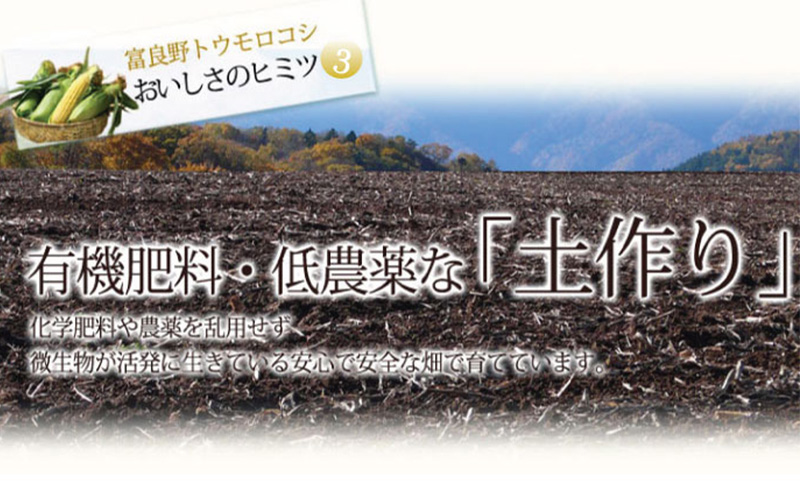 【2025年8月下旬～発送】北海道 富良野産 生で食べられる とうもろこし【恵味（めぐみ）】 2Lサイズ 5本 (スイートベジタブルファクトリー) とうもろこし とうきび コーン 野菜 新鮮 甘い ジューシー 贈り物 ギフト 道産 直送 ふらの