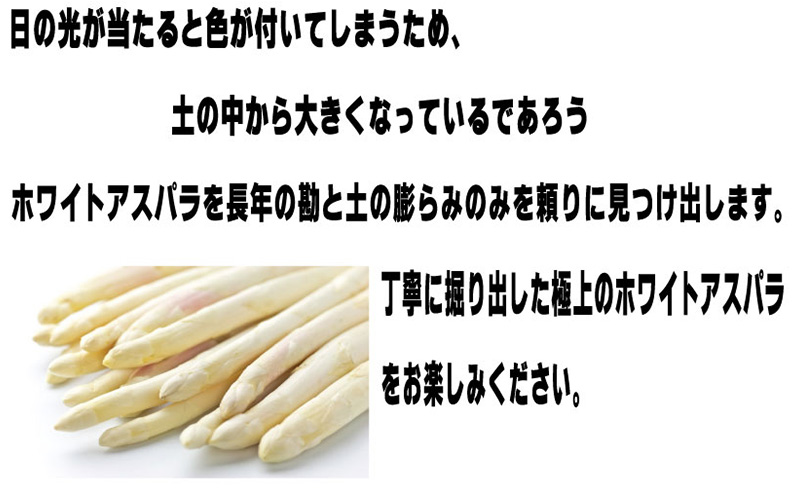 【2024年5月中旬～発送】訳あり ホワイト アスパラ SMサイズ混合 1kg セット北海道 富良野市 (スイートベジタブルファクトリー) 野菜 新鮮 直送 朝採り アスパラガス 道産 北海道 ふらの