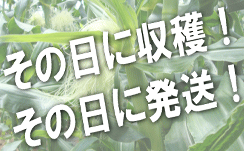 【2025年8月～発送】生で食べられる！トウモウロコシ 北海道 富良野産 ゴールドラッシュ 5本 とうもろこし とうきび 野菜 新鮮 ふらの 産地直送 お試し サイズ