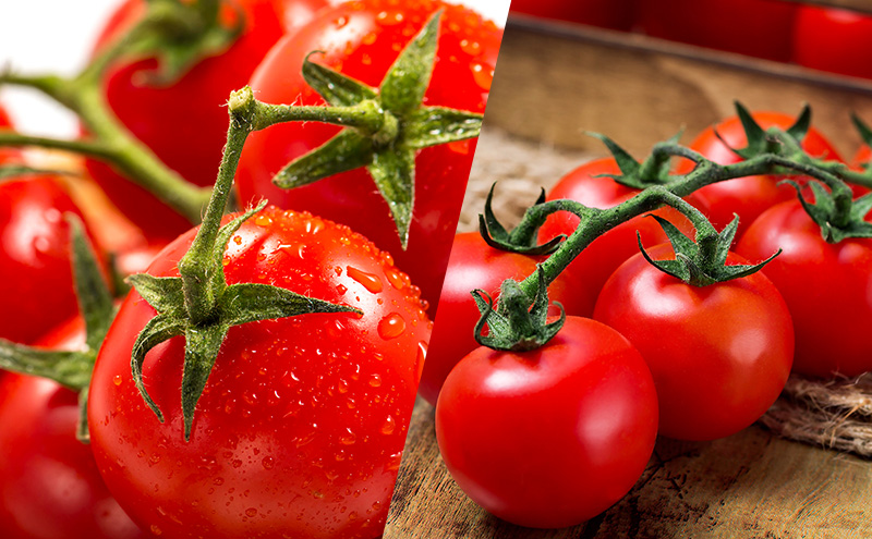 2026年発送◆4ヵ月定期便◆北海道 富良野市産 完熟ミニトマト 甘っこ キャロル アスパラ 緑 紫 朝どり 露地 グリーン 野菜 新鮮 数量限定【藏ファーム】