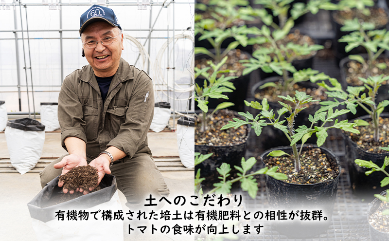 【2025年夏発送】ふらの ミニトマト 1kg（品種：ほれまる）北海道 富良野市 野菜 新鮮 直送 トマト 道産 ふらの 送料無料 数量限定 先着順