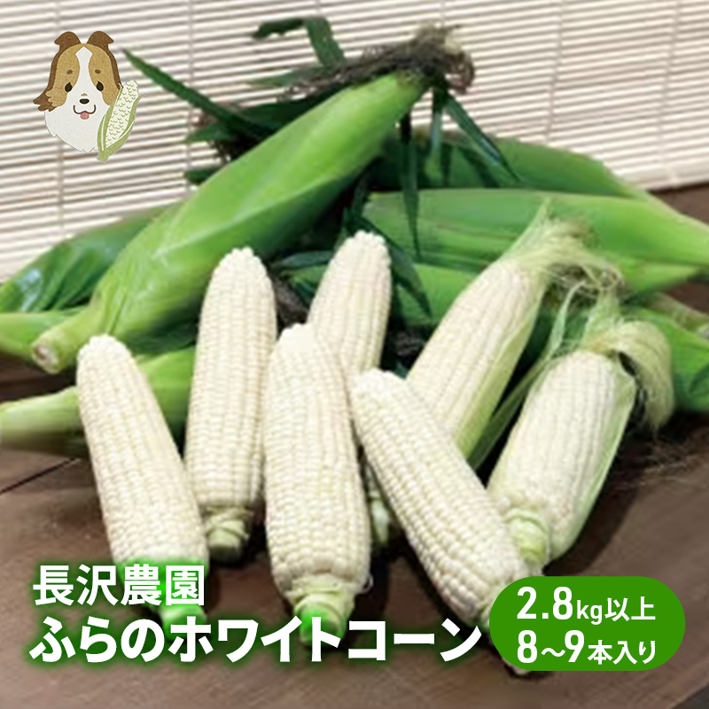 【先行受付  2026年発送】ふらのホワイトコーン 計 2.8kg 以上 (8～9本入) 白 とうもろこし ホワイトクリスピー 野菜 北海道 富良野 ギフト 長沢農園