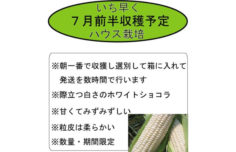 2025年夏発送【数量・期間限定】一足早く7月前半出荷予定 ふらの産 ホワイトとうきび10本［2L］ホワイトショコラ 富良野 北海道  とうもろこし 甘い 白 野菜 果物 朝採り