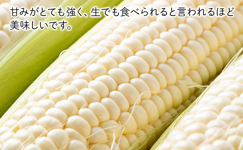 富良野を堪能！贅沢 定期便 年3回  北海道 富良野産 とうもろこし メロン かぼちゃ 野菜 ふらの とうきび