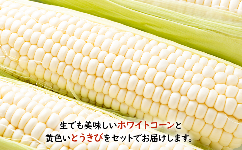 2025年先行受付 とうもろこし 食べ比べ 富良野産とうもろこし 黄6本・白6本セット 北海道 富良野 ふらの コーン とうきび トウモロコシ ホワイトコーン 野菜 甘い