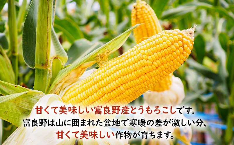 2025年先行受付 とうもろこし 富良野産 旬のとうもろこし(黄色) 12本入 北海道 富良野 ふらの コーン とうきび トウモロコシ 野菜 甘い