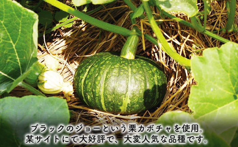 【2024年9月～発送】北海道 富良野市 かぼちゃ ブラックのジョー 10kg ふらの 野菜 カボチャ 数量限定 (フラノプレゼンツ)