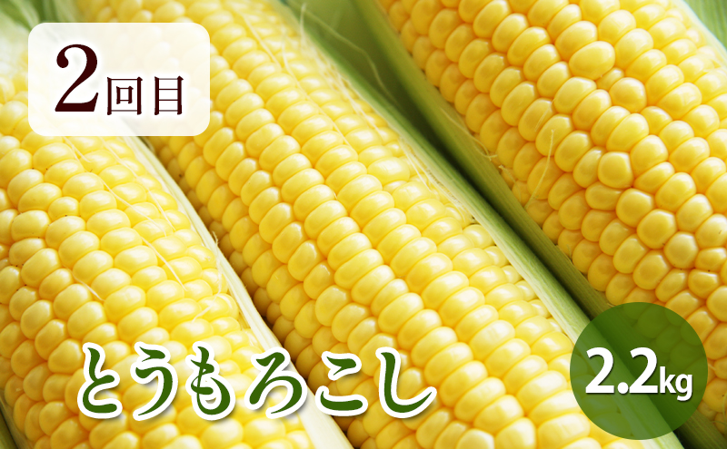 【2025年春～秋発送】北海道 定期便 4ヵ月 連続 全4回 ふらの産野菜セット富良野市 野菜 新鮮 直送 アスパラ とうもろこし ミニトマト ほれまる さくら じゃがいも 男爵 道産 ふらの 送料無料 数量限定 先着順