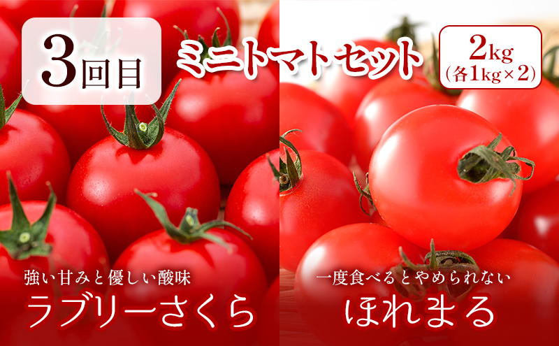 【2025年春～秋発送】北海道 定期便 4ヵ月 連続 全4回 ふらの産野菜セット富良野市 野菜 新鮮 直送 アスパラ とうもろこし ミニトマト ほれまる さくら じゃがいも 男爵 道産 ふらの 送料無料 数量限定 先着順