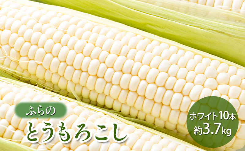 【2025年夏発送】 ふらの とうもろこし ホワイト 10本 約3.7kg 北海道 富良野市 野菜 コーン とうきび 白色 新鮮 直送 道産 送料無料 数量限定 先着順