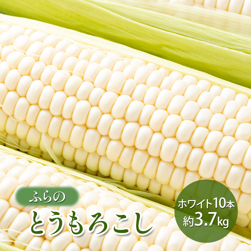 【2026年夏発送】 ふらの とうもろこし ホワイト 10本 約3.7kg 北海道 富良野市 野菜 コーン とうきび 白色 新鮮 直送 道産 送料無料 数量限定 先着順
