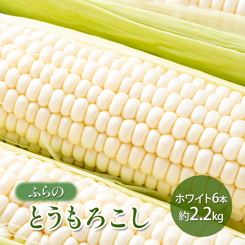 【2026年夏発送】 ふらの とうもろこし ホワイト 6本 約2.2kg 北海道 富良野市 野菜 コーン とうきび 白色 新鮮 直送 道産 送料無料 数量限定 先着順