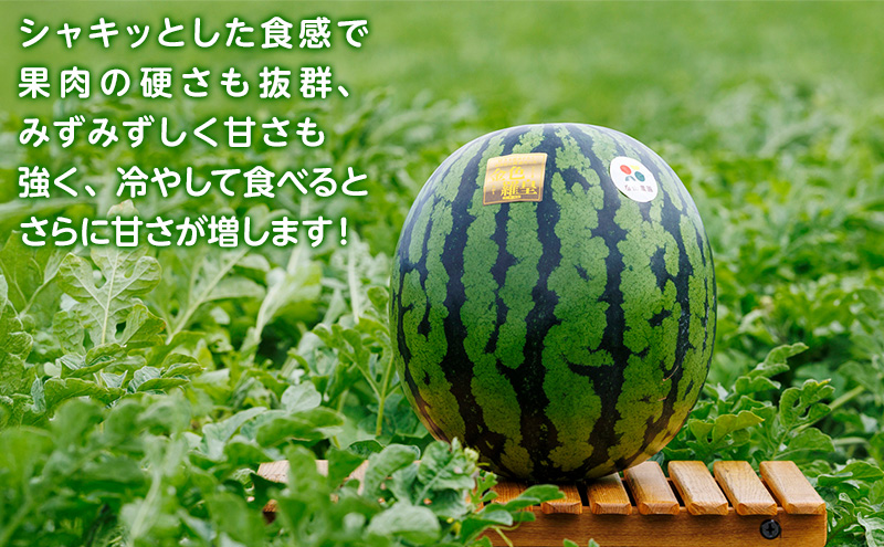 先行予約 富良野産 大玉 スイカ 金色羅皇  2L 7kg 以上×1玉 令和7年産 2026年産 北海道 富良野 ふらの 大玉 すいか 西瓜 果物 くだもの こんじきらおう 黄色 ゴールド 甘い