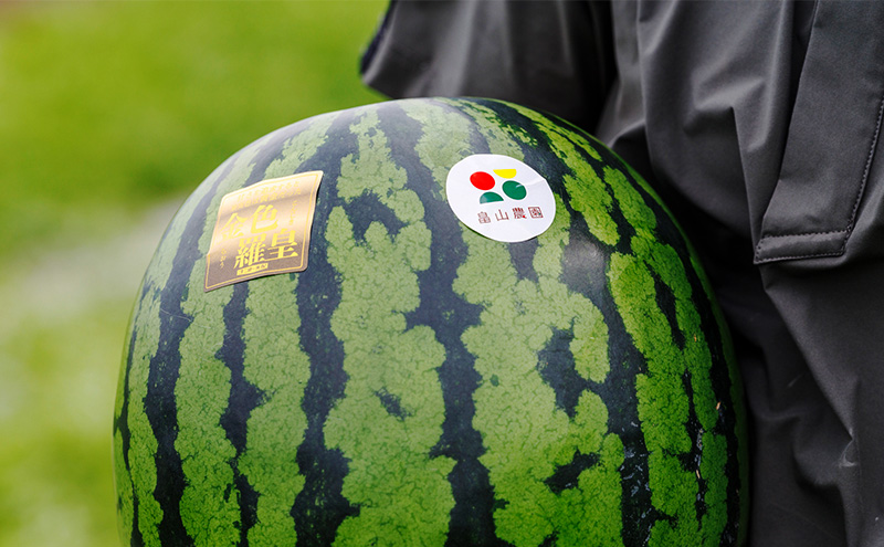 先行予約 富良野産 大玉 スイカ 金色羅皇  2L 7kg 以上×1玉 令和7年産 2026年産 北海道 富良野 ふらの 大玉 すいか 西瓜 果物 くだもの こんじきらおう 黄色 ゴールド 甘い