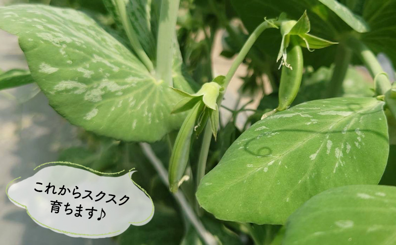 ãå
è¡äºçŽã 2026幎ãåç©«æ¬¡ç¬¬é æ¬¡çºéã å¯è¯éåžç£ ã¹ãããããã©ã 1kg éè æ¬ æ°é®® å¯è¯é ãšã³ããŠ è± ã¹ããã¯ãšã³ã㊠ã¹ããã ããã©ãè± ãµãã® ç 山蟲å