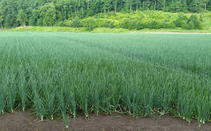【2026年先行受付】［3か月定期便］富良野産 黄色 玉ねぎ 約5kg（約15～20玉） M～2Lサイズ　野菜 新鮮 直送 黄玉ねぎ 玉葱 玉ネギ 道産 北海道 富良野市 ふらの 幕田農園