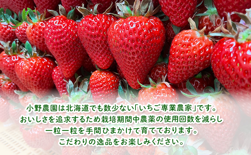 【2026年先行予約】 富良野産 いちご ほしうらら 大玉 6～8粒×2パック　［ フルーツ 果物 新鮮 贈り物 ギフト フルーツ 生いちご イチゴ 苺 大粒 甘い 道産 北海道 富良野 ］