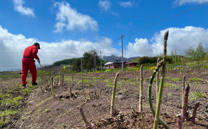 縲2026蟷エ5譛医h繧顔匱騾√大圏豬キ驕 蟇瑚憶驥主クら肇 繧「繧ケ繝代Λ 邱 邏500g 譛昴←繧 髴イ蝨ー 繧ー繝ェ繝シ繝ウ 繧「繧ケ繝代Λ繧ャ繧ケ 隧ー繧∝粋繧上○ 驥手除 譁ー魄ョ 謨ー驥城剞螳 蜈育捩鬆縲占酪繝輔ぃ繝シ繝縲