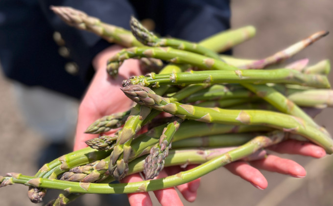 縲2026蟷エ5譛医h繧顔匱騾√大圏豬キ驕 蟇瑚憶驥主クら肇 繧「繧ケ繝代Λ 邱 邏500g 譛昴←繧 髴イ蝨ー 繧ー繝ェ繝シ繝ウ 繧「繧ケ繝代Λ繧ャ繧ケ 隧ー繧∝粋繧上○ 驥手除 譁ー魄ョ 謨ー驥城剞螳 蜈育捩鬆縲占酪繝輔ぃ繝シ繝縲
