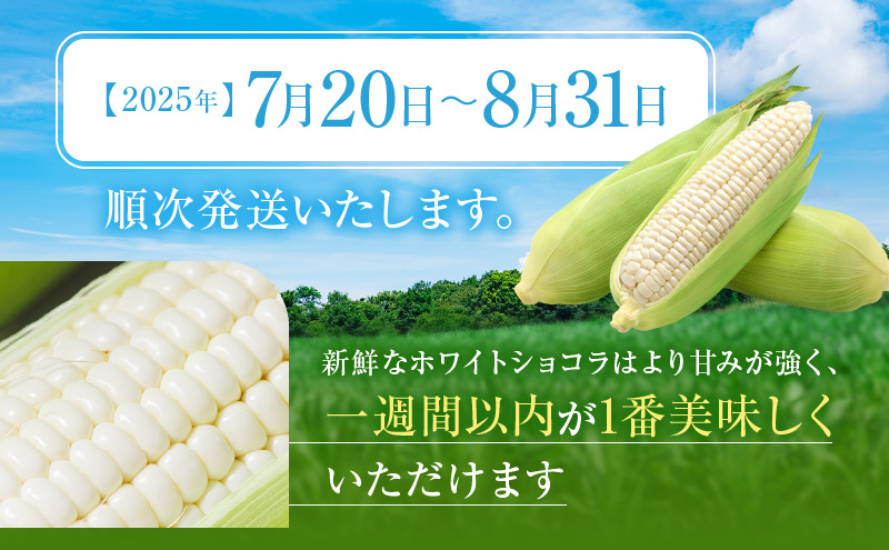 【2026年7月発送】富良野産 ホワイトコーン『ホワイトショコラ』BIG 2Lサイズ10本 とうもろこし