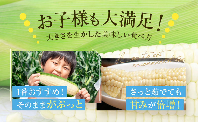 【2026年7月発送】富良野産 ホワイトコーン『ホワイトショコラ』BIG 2Lサイズ10本 とうもろこし